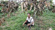 又是西安！300多株挂果猕猴桃树一夜全被砍 果农欲哭无泪