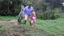 鸟界中的“哈士奇”，因呆萌行为逗乐游客，喜欢拔自己的羽毛送人