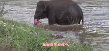 大象不小心踩坏洒水器，手忙脚乱将其堵上，接下来的举动太可爱