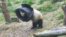 熊猫登梯爬高“乱”用健身器材 头拱脚踢可爱至极