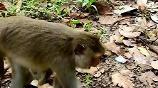 猴孩儿不小心咬痛了猴妈，猴妈拽住猴孩儿“警告”！