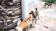 中华田园犬：铲屎的，你怎么可以这个时候放手！