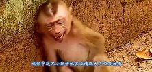 一只小猴子蹲在墙边，可怜巴巴的哭泣，镜头拍下全过程