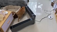 当一排猫咪一起吃饭时，才发现橘猫的真正实力，一橘众猫小啊！