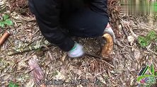 冬季独有的美食，七哥零距离带你体验挖冬笋，你见过吗？