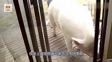 国外小哥在市区遛三百公斤宠物猪被开罚单，千人请愿取消罚款