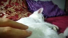 发现一只睡着的猫咪，看这乖巧的小样子，真是惹人爱啊！