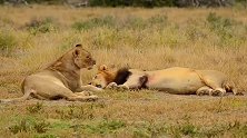 雄狮和母狮，这就是恋爱中的样子！