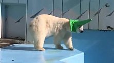 北极熊：最爱带绿帽子，还乐此不疲的到处逛！