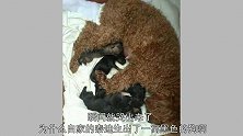 泰迪太浪意外怀孕，生了一窝这玩意，主人看后气坏了