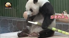 熊猫旦旦慢悠悠地享用今天的大份早餐，乖萌指数100分