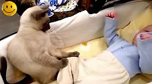小宝欢腾的样子，让猫咪我也是很为难啊，还是配合你表演吧！