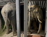泰国：一“惯犯”大象挤进狭窄门廊偷吃猫粮，尾巴快乐摇摆