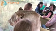 狮子跳上载满游客的观光车，司机开车就走，狮子：坐车就是得劲