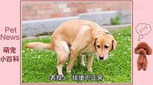 狗狗肠道益群混乱的，4种表现！