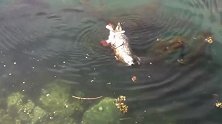 海豹缠斗巨型章鱼 结局翻转超意外