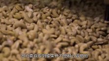 只知腰果好吃，那你可知剥腰果其实是“堪比酷刑”的工作吗？