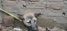 狗子头卡墙洞难进退一脸无辜 旁人砸墙救狗