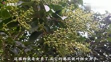 “滋肝补肾”效果好？还能“祛斑，白发转黑”？这种野果你见过！