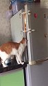 猫：我来看看我的小鱼干是不是在里面！