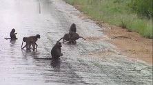 狒狒群响应号召，集体封路，大雨中照样执勤