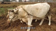 犀牛也是牛，用来耕田犁地，好像也没毛病吧