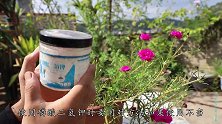 养花使用磷酸二氢钾，千万别用这个方法，花卉根本不开花