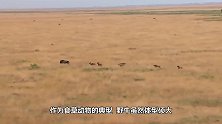 野牛路见不平，狂虐狮子将其顶飞救下同伴，真是太猛了
