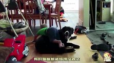 7月大宝宝一把抓住小猫尾巴，接下来小猫的举动，全家都被逗乐了