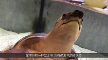 长相极为奇特的淡水龟之一，长着猪鼻子的鳖，鳍状肢形似海龟