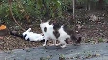 两只猫咪一碰面就开始吵架，把狗狗也给吸引过来了