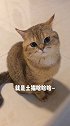 就是土猫不许皱眉头！ 小土猫小橘猫 魅力全开 英短金渐层 吸猫