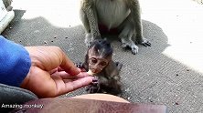 小猴太瘦弱了，游客拿香蕉喂养小猴，给游客点赞！