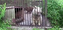 人类囚它30年，“眼神最悲痛熊”终获自由，重生后变化惊艳众人