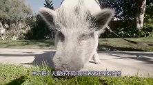 宠物猪被养成了300斤的肥猪，每天对主人撒娇，主人喜爱不已