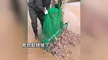 大风过后烟台现大量海肠，“海肠大军”收获满满，多的能捞一两千斤