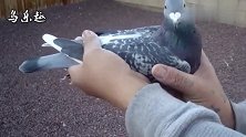信鸽鉴赏：詹森血统鸽，快速鸽，翅膀如同触电抖动