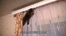 主人一回到家，竟然发现浣熊爬到窗帘上去了，简直令主人捏了把汗
