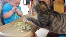 小宝宝拿吃的逗猫星人，接下来小宝宝的反应太可爱了！