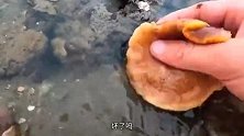 大退潮后收货各种贝壳海螺，第一次看到海葵吞噬海螺！