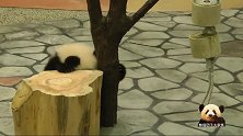 倔强的熊猫小不点儿苦练爬树本领，摔倒了也不怕，太可爱了！