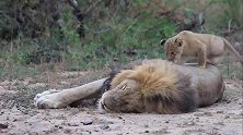 雄狮睡着了，小狮子踩在身上玩耍