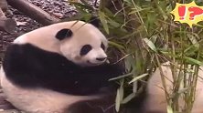 熊猫：天气晴朗，找个没人的地方放风吧