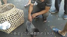 长得像竹鼠的狗狗，引来很多人围观，太可爱了