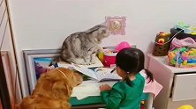 两岁的闺女一学习，这一猫一狗就成了监工，看来还是小猫负责任