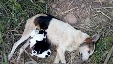 狗妈妈在生命的最后一刻，都在哺育小奶狗，真的是太感人了
