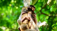 猴爸教小猴仔爬树，这也太有意思了！