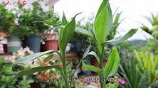富贵竹很久都不生根？告诉你4个“妙招”，根系长满了花盆