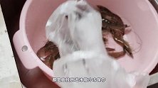 大虾保鲜有窍门，水产店老板教我一招，放到过年都新鲜！