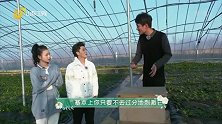 在蜜蜂的助力下，龙泉的大棚蔬菜真正实现了绿色无污染！